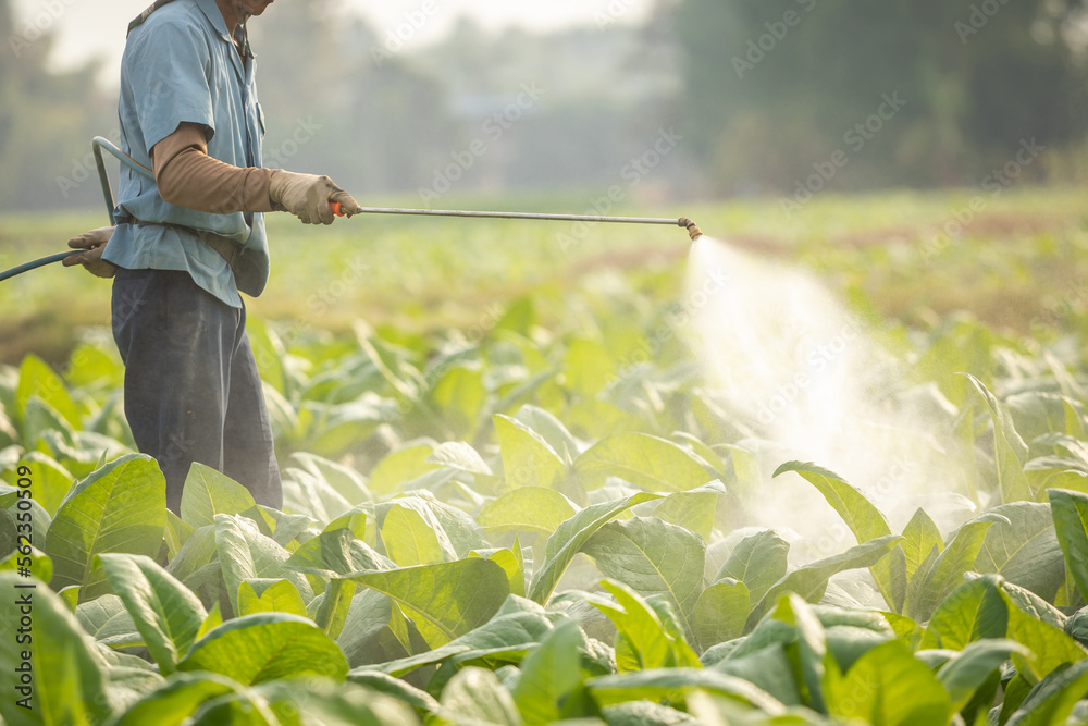 tobacco as fertilizer Rainbow Plant Food BIOLOGICAL APPLICATION GUIDE FOR TOBACCO