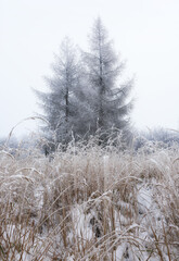 Poster - Frost covered tree in forest at mist