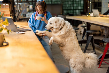 Wall Mural - Woman sits with her cute adorable dog at modern coffee shop and works on laptop. Pet friendly places and spending time with pets concept