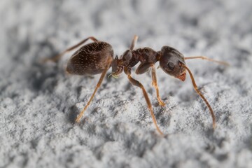 Wall Mural - little black garden ant 3 mm on the wall