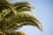 Palm Tree Leaves Against Blue Sky