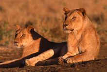 Maneless Lions In Kenya.