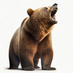 roaring brown grizzly bear isolated on a white background