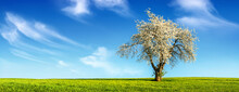 Lone Tree With Spring Blossoms On A Flat Green Meadow, With A Beautiful Blue Sky And Clouds In The Background