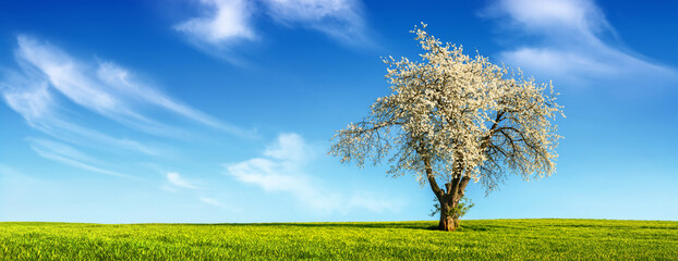 Wall Mural - lone tree with spring blossoms on a flat green meadow, with a beautiful blue sky and clouds in the b