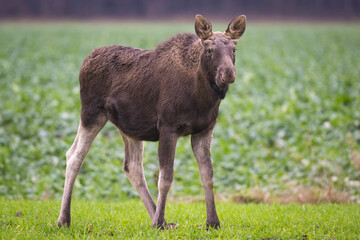 Wall Mural - Moose