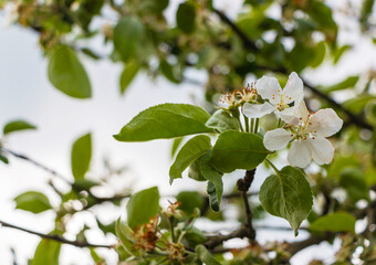 Wall Mural - White flowers bloom on the branches of an apple tree in spring in cloudy weather