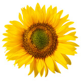 Fototapeta  - Sunflower (Helianthus annuus inflorescence) isolated png