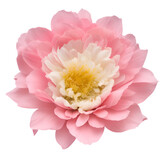 peony flower close up marco good for design