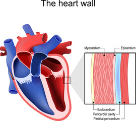 Heart wall. Pericardium structure