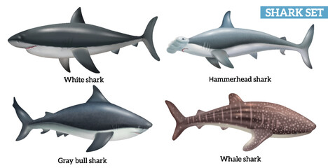 Sticker - Realistic Shark Set