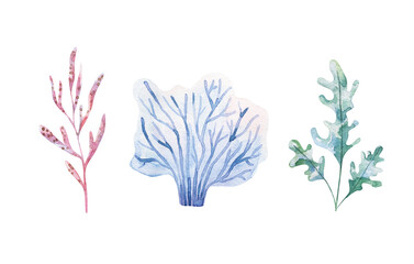 Marine plants and aquatic algae. Watercolor Algae set illustrations isolated on white backgroud. Undersea flora, nautical plants, botanical illustration