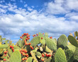 Opuntia ficus-indica, the Indian fig opuntia, fig opuntia, or prickly pear cactus, Opuntia. Cladodes with ripe fruits on the sky background