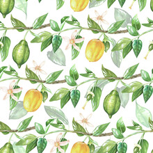Seamless Pattern Of Lemon Sprig With Flowers. Watercolor Illustration. Isolated On A White Background. For Design Kitchen Accessories, Wallpaper, Textile, Wrapping Paper