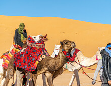 Unrecognizable Tuareg Persons Obscured Faces With Head Scarfs And Sunglasses Riding Dromedary Camels Decorated With Red Colored Tissue Saddle And Walking Along Sand Dunes In The Sahara Desert.