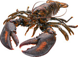 Fresh raw lobster isolated