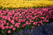 © Wide Angle - Many yellow and pink tulips in the garden