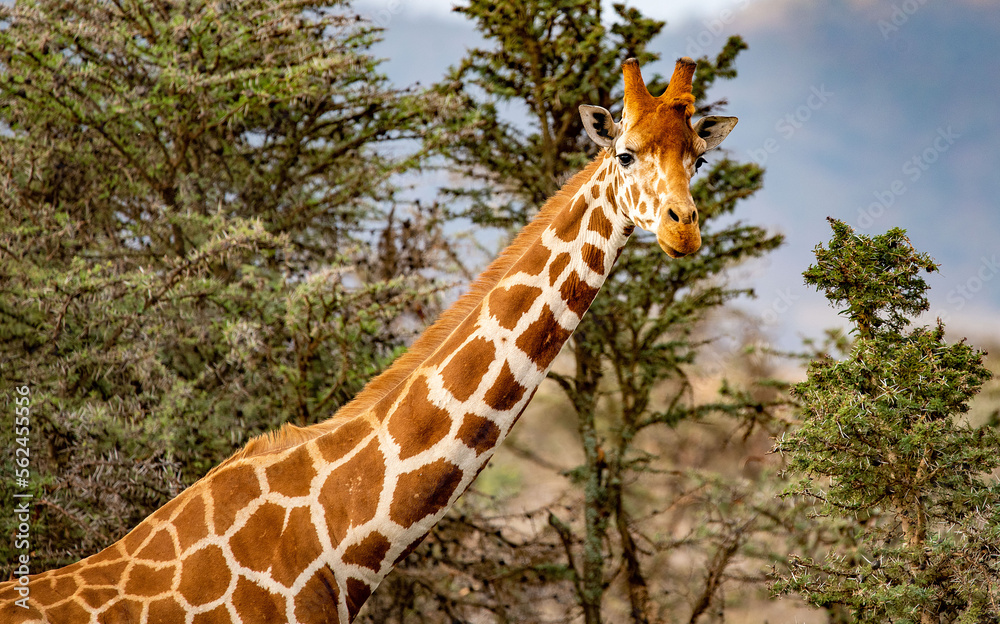 Young Reticulated Giraffes. The Reticulated giraffe is a herbivore ...