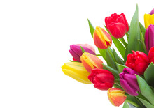Bouquet Of  Yellow, Purple And Red  Tulips