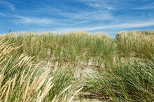 Beach Dunes Nature View With Dune Green Grass, Fine Sand And Blue Clouds Sky. Shore Of Baltic Sea, Russia. Natural Summer Landscape, View Seacoast For Rest And Travel, Nature Scenery