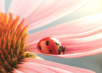 Wall Mural - red ladybug on Echinacea flower, ladybird creeps on stem of plant in spring in garden in summer