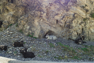 goats on the rocks in north ossetia