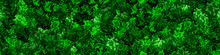 Dark Green Wall Seamless Pattern With Raindeer Moss Texture. Vector Background. Vertical Garden Concept For Home Or Office. Eco Scandinavian Interior. Growing Decorative Plants. Greenery Wallpaper