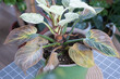 Problems in the cultivation of domestic plants Problems in cultivation of domestic plants Philodendron Birkin - leaves affected by spider mite, yellow and dry tips, overflow of plant, rotting of roots