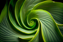 Tropical Leaf Swirl