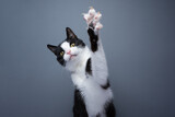 Fototapeta Koty - playful tuxedo cat raising paw showing claws on gray background with copy space