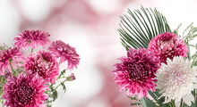 Bouquets Of Beautiful Red Chrysanthemums On A Blurred Background