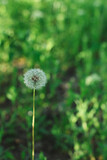 Fototapeta Dmuchawce - Close-up of a white dandelion on a green natural background. Dandelion inflorescences in summer or spring