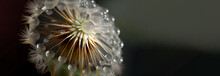 Dandelion Flower With Dew, Panoramic Layout. Generative Ai