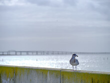 A Lone Young Herring Seagull Sits On A Wall On The Chesapeake Bay With The Chesapeake Bay-Bridge Tunnel In The Background In Virginia