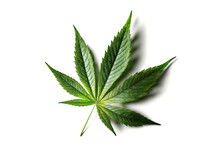 Hemp, Marihuana Or Marijuana Cannabis Leaf On White Background, Green Plant Leaf, Cbd, Generative Ai