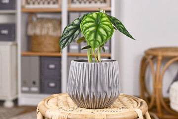 Wall Mural - Topical 'Alocasia Baginda Dragon Scale' houseplant in flower pot  on table in boho stylev living room