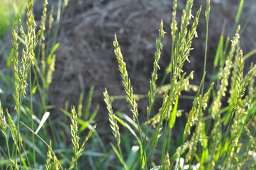 In the meadow growing cereal plant grass Elymus repens