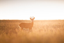 Roe Deer ( Capreolus Capreolus ) During Rut In Wild Nature. Hunting Season. Wild Male Roe Deer In Nature During Warm Evening Sunset. Usefull For Hunting Magazines, News.