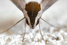 Close Up Face White Moth
