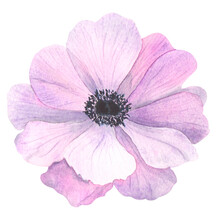 Handpainted Watercolor Flower Of Anemone In Vintage Style. It's Perfect For Greeting Cards, Wedding Invitation, Birthday And Mothers Day Cards. Watercolor Botanical Illustration Isolated.