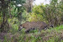 Jaguar Sitting In Tall Grass In Pantanal, Brazil