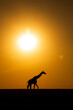 © Michael - Giraffe at sunrise in Kenya