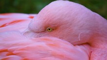 Сlose-up Red Flamingo Head And Eye. He Hid His Beak In His Feathers. Camera Sony A7SIII.