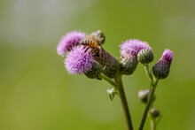 Bee On Thistle