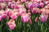 Fototapeta Tulipany - Pink tulips among the leaves on a blurred background