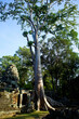 アンコールワット遺跡、バンテアイクディ、寺院とガジュマルの樹-1