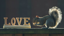 LOVE. Word Love And Squirrel. Symbol Of Love. Decoration On Happy St. Valentine's Day. Celebrate Party. Wooden English Alphabet Letters L O V E. Nature Background. High Resolution Photo