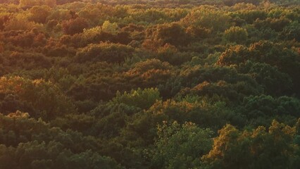 Sticker - Autumn foliage aerial view