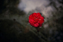 High Angle View Of Red Rose In Lake