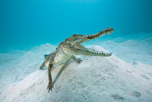 Saltwater Crocodile (Crocodylus Porosus) On Sea Floor